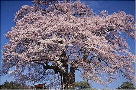 ◆訳あり◆ アポロ社 ジグソーパズル 1000ピース 岡山県真庭市 落合の醍醐桜 樹齢千年