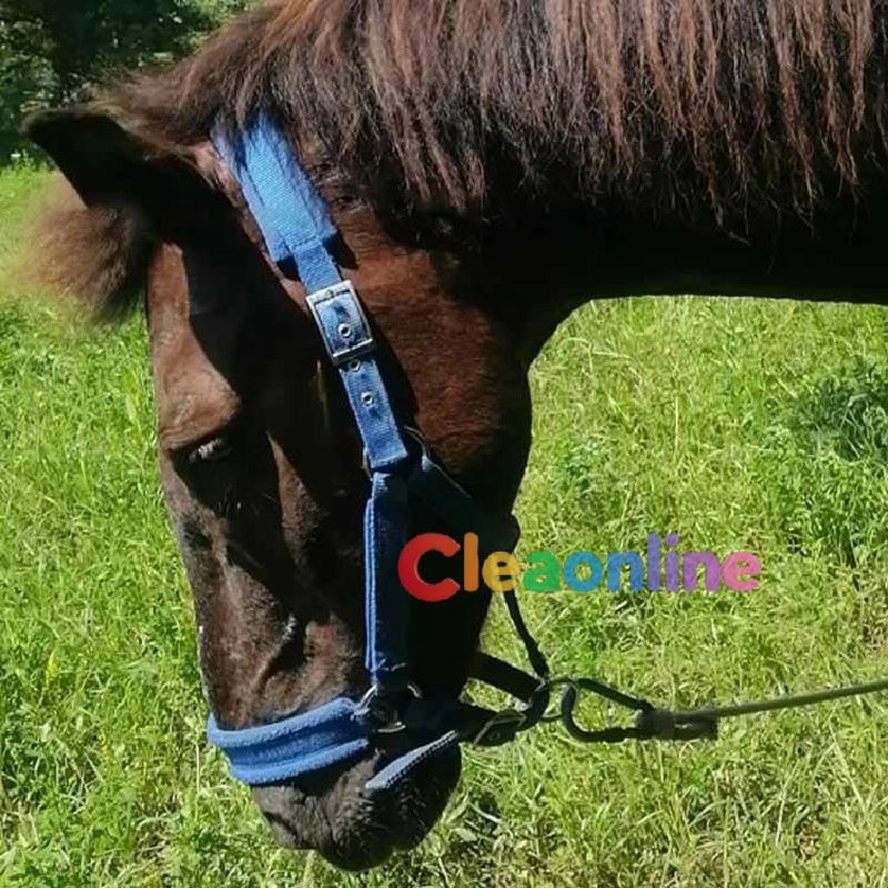 無口 エレガント 乗馬 馬 頭絡 乗馬 馬具 ホルター 馬用 乗馬 乗馬用