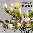 モクレン 木蓮 10本入り造花 花束 3D ハクモクレン しろもくれん 模擬花 擬似花アレンジメント 装飾用 結婚式関連 イベントの飾り付け 撮影用道具 インテ...