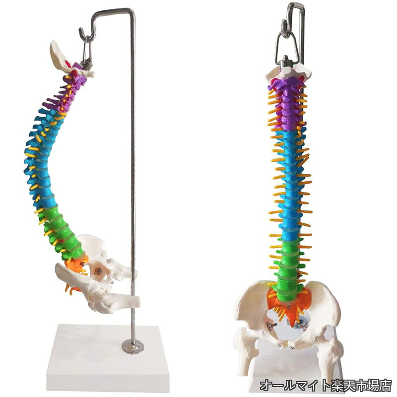 【送料無料】模型 45cm 可動式 脊椎�