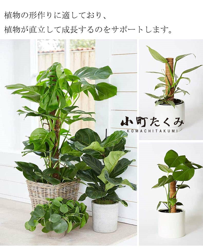 モンステラ 支柱 ココスティック 観葉植物 支柱 園芸支柱 植物 ガーデニング用 花...