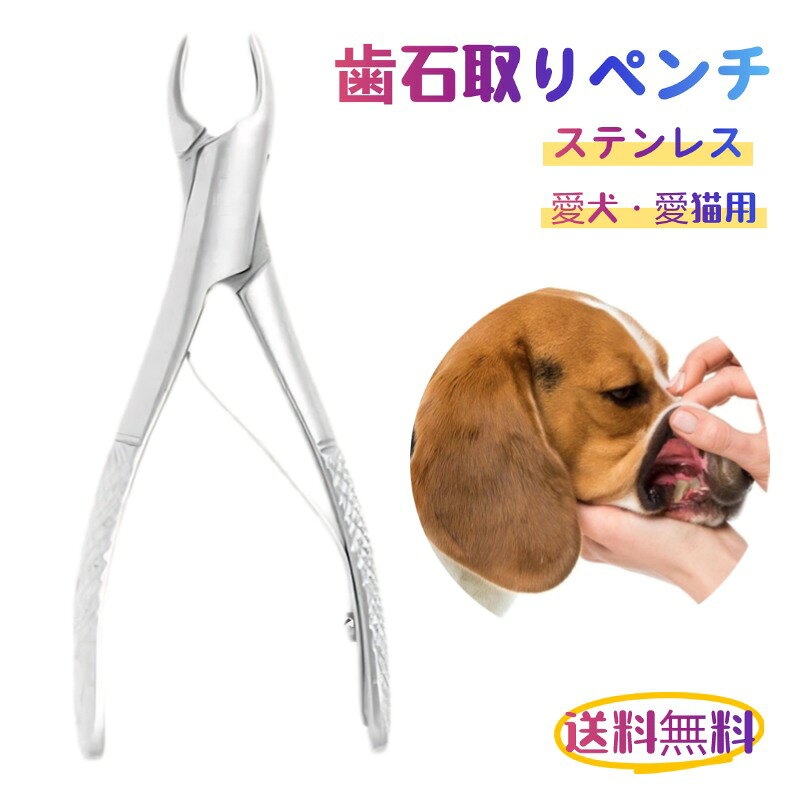 この商品は愛犬愛猫用 歯石取り ペンチ 犬 歯石 デンタルケア ホームケア 猫 プロも愛用ポイント愛犬愛猫用 歯石取り ペンチ 送料無料ショップからのメッセージ納期について4この商品は愛犬愛猫用 歯石取り ペンチ 犬 歯石 デンタルケア ホームケア 猫 プロも愛用ポイント愛犬愛猫用 歯石取り ペンチ 送料無料ショップからのメッセージ納期について4