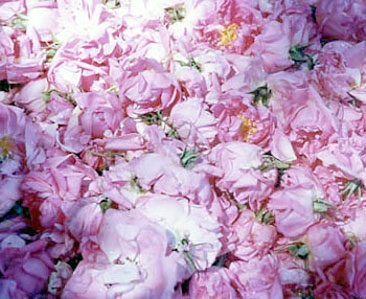 �ڤ����˻Ȥ���10���������ݥ��������PLAIMRESS��Placenta��Essence�ʥץ饤��쥹���ץ饻�󥿡����å��󥹡�30ml�ˡ�����̵��������������̵���ۥץ���ǧ��뿻Ʃ�����ᤤ�ȥϥ�Τ����䤫�ʤ�ȩ�ˡ�