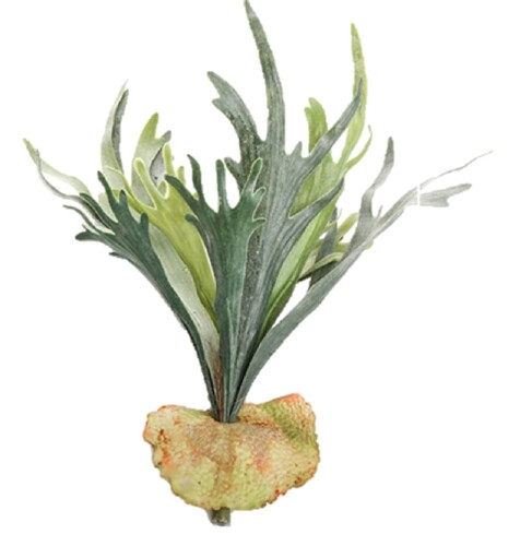 Kugusaエアプランツエアープラ...