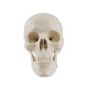 ミニ人間の頭蓋骨モデル、取り外し可能な頭蓋骨キャップと歯のフルセットを備えた3部構成の解剖学的頭蓋骨モデル、手のひらサイズの学校教育ツール、興味深い装飾、ハロウィーンの