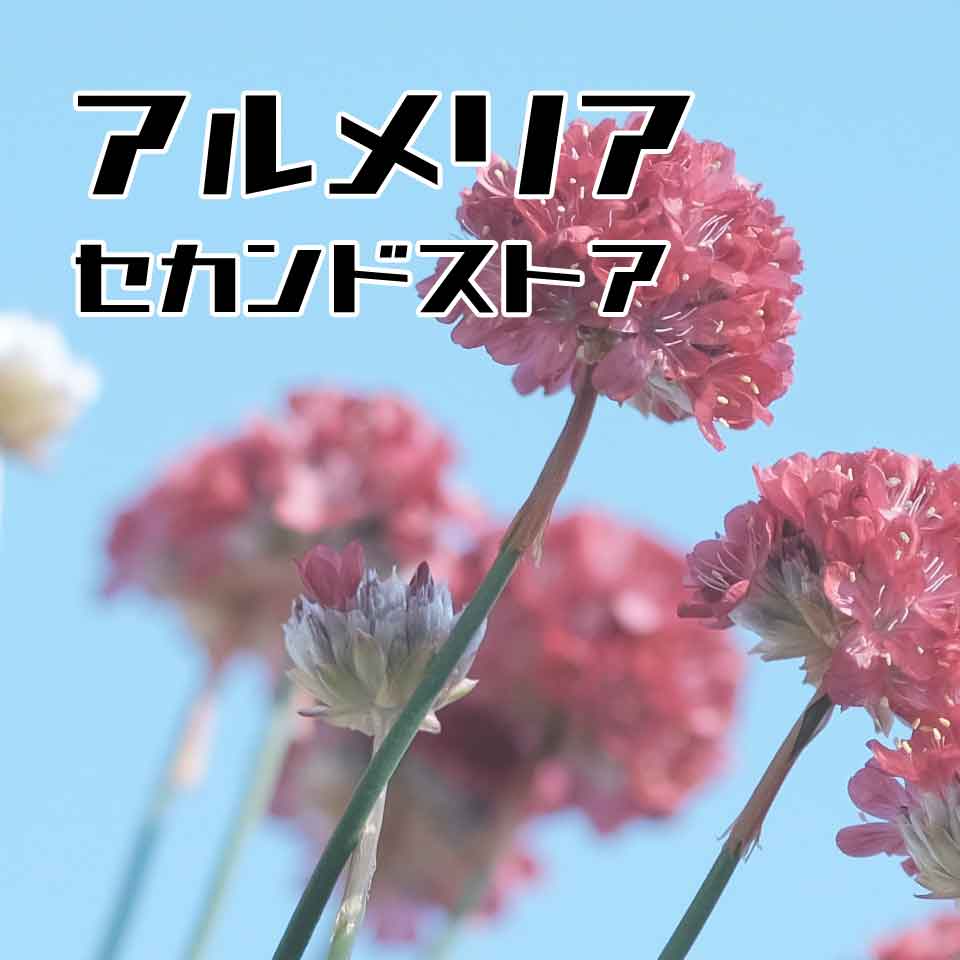 アルメリアセカンドストア