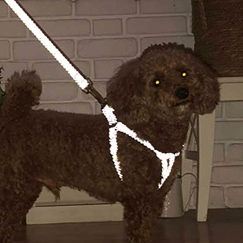 ペティオ (Petio)犬用引き紐 フラッシュソフトリード S イエロー