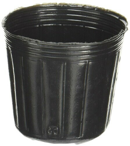 渡辺泰 苗ポット 10個入 6.0cm