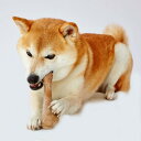 ペティオ (Petio) 犬用おもちゃ Ethical Door エシカルドア ウッディチューイングトイ ボーン M