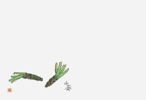 若泉漆器 上質紙マット 尺3寸長手テーブルマット 食味シリーズ 山葵(わさび) 100枚入 B-25-96