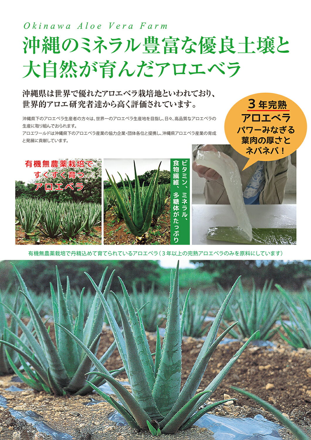 ポイント10倍★最高品質アガリクスとJAS認定有機無農薬アロエベラ100％ アガリクスエキス50,000mg（高濃度） 豊富なベータグルカン アガリクス 無添加 新鮮生き生き 純生 栄養豊富 最高品質 免活 フォーエバー 健康美 乳酸菌2個付 1000mlx3本 お得 沖縄本島産