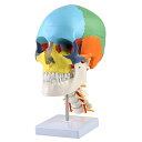 VERY100 高品質 頭蓋骨模型 顎関節 立体パズル 4D 頭蓋骨解剖モデル 実物大 分解可能 配色 医学模型 モデル 歯科 耳鼻科