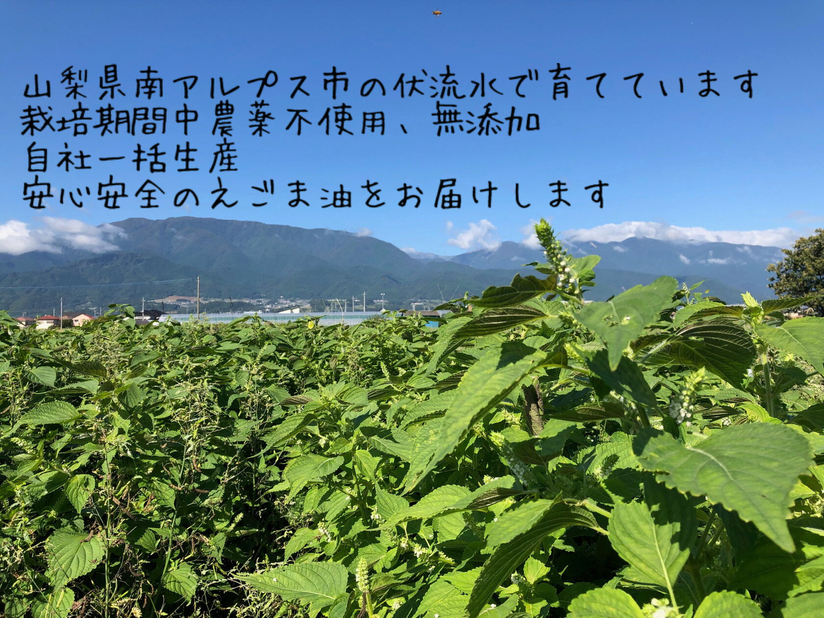 【お中元 送料無料】金のしずく えごま油 110g【国産 100％】山梨 南アルプス 農薬不使用 無添加 エゴマ油 エゴマ オメガ3 αリノレン酸 国産 エゴマオイル えごま 低温圧搾法 コールドプレス 純国産御中元 内祝 御祝 御礼 御見舞 快気祝 ギフト プレゼント 熨斗 のし