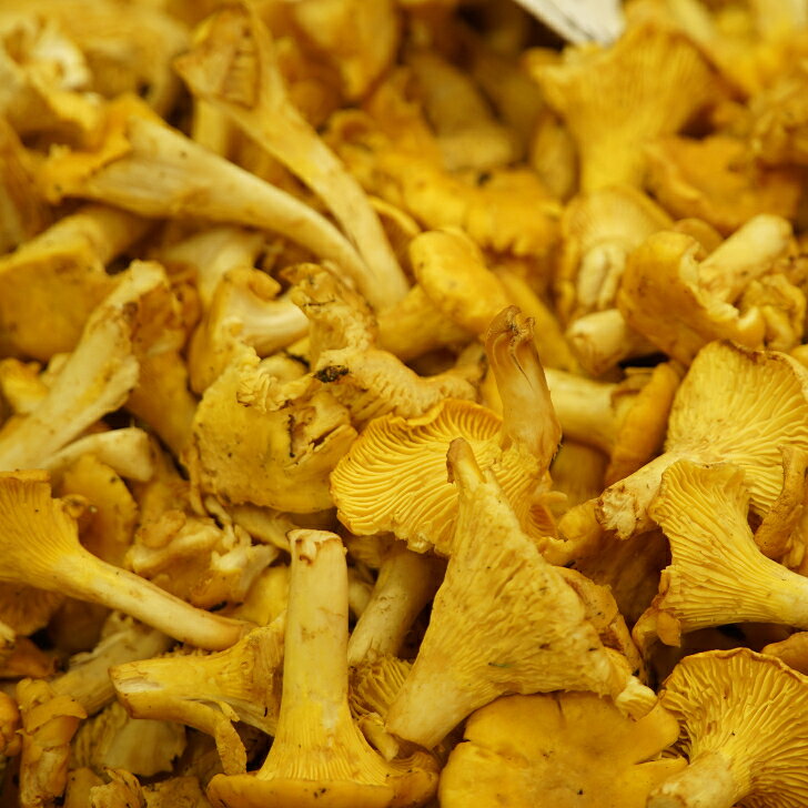アルタイトレーディングの乾燥アンズタケ　80g　あんず茸　ジロール茸　　ロシア・アルタイ産　ヤマト運輸でお届け　Girolle, Лисички сушеные｜アングル2