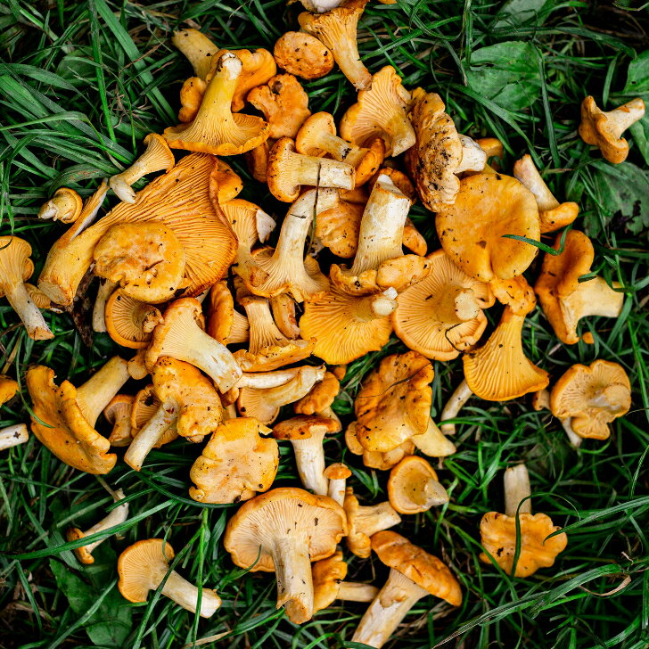 アルタイトレーディングの乾燥アンズタケ　80g　あんず茸　ジロール茸　　ロシア・アルタイ産　ヤマト運輸でお届け　Girolle, Лисички сушеные｜アングル3