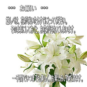 楽天市場 送料無料 ピンクのユリの花束 オリエンタルリリー ユリ ゆり 百合 生花 お花 花束 祝い花 お誕生日 プレゼント 贈り物 フラワーギフト おしゃれ かわいい 出産祝い お祝い 御祝い お供え花 御供え花 仏花 お悔やみ お悔み お悔やみの花 バラプレゼント 楽天市場 送料無料 ピンクのユリの花束 オリエンタルリリー ユリ ゆり 百合 生花 お花 花束 祝い花 お誕生日 プレゼント 贈り物 フラワーギフト おしゃれ かわいい 出産祝い お祝い 御祝い お供え花 御供え花 仏花 お悔やみ お悔み お悔やみの花 バラプレゼント