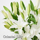 白いユリの花束 全国送料無料!! ユリ ゆり 百合 生花 お花 花束 祝い花 お誕生日 プレゼント 贈り物 フラワーギフト おしゃれ 出産祝い お祝い 御祝い ...