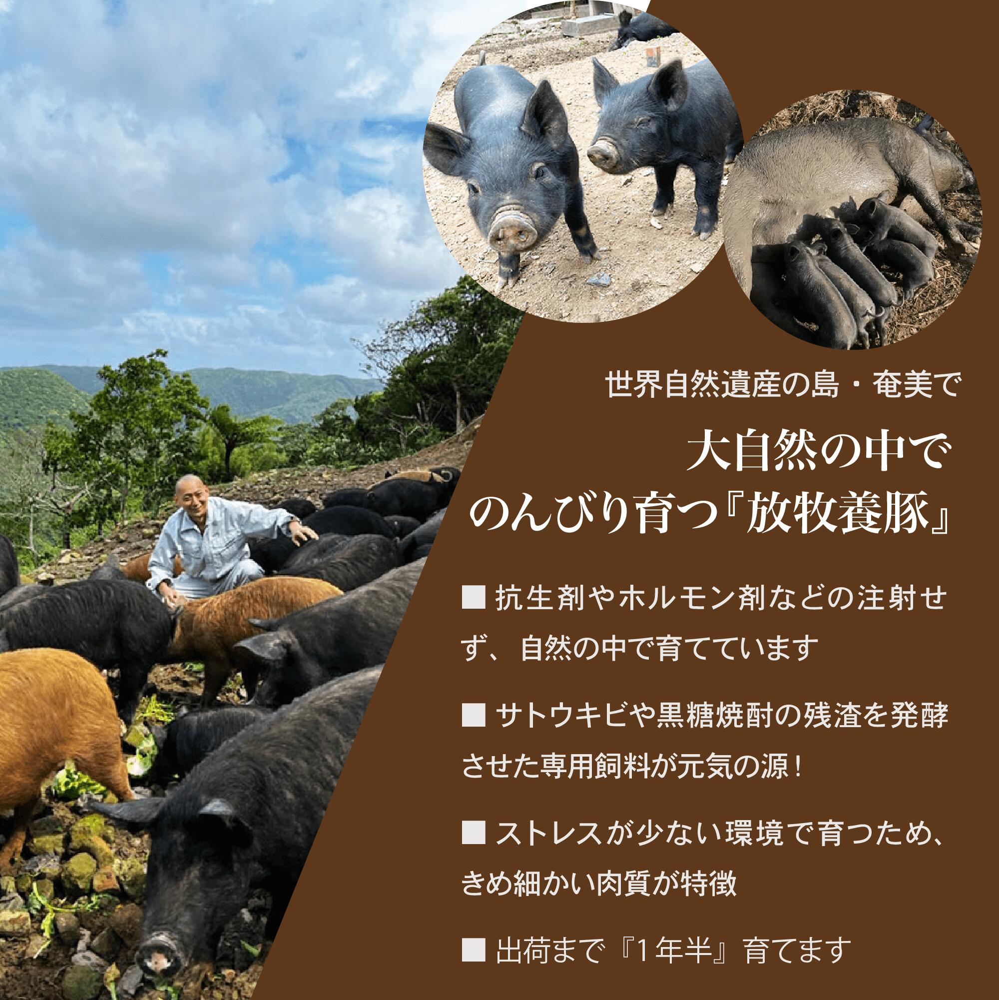 �ڤ����� ���ޥ��㡼������10�� ���� ��̣ �ڰ��� ���� ��¸���Ի��� �忧���Ի��� ���󤫤� ���� �������� ���� ���� ������ �彣 �֥����� ������ �������� �ڥ�� ̵ź�� �� ���㡼���� �ں� �������� ���� �ӡ��� ����եȥӡ��� ȯ�ڻ��� î���� �ռ� ����̵��