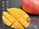 奄美大島産 マンゴー 約1kg 中玉 2~3玉入り 贈答用 化粧箱入り 送料無料 (東北・北海道・沖縄+500円)冷蔵便
