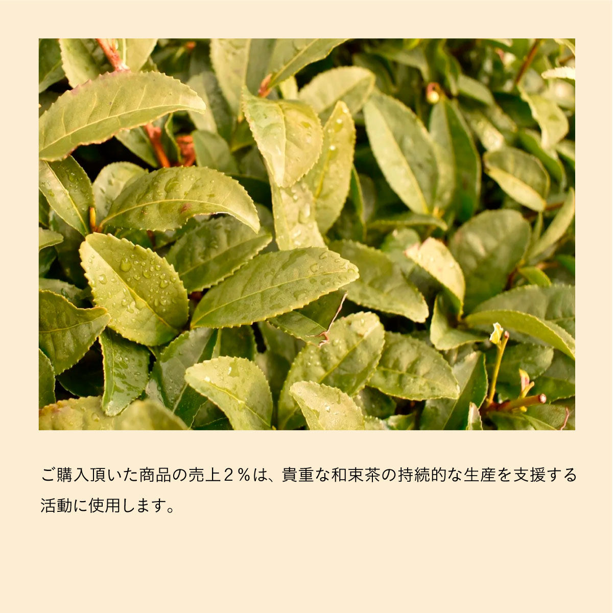 WANOWA オーガニックハンドクリーム 和朿茶 30g|| ワノワ WANOWA ハンドクリーム 乾燥 ご当地コスメ ギフト お茶 amasia-10008951 amasia store サンプル画像3