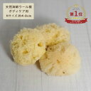 海綿 業務用 ペアラボ 海綿スポンジ ペアラボ 天然海綿 Mサイズ(約4~6cm) 5個入り 弾力性がありもっちりとした肌触りウール種 女性用 サポート ボディケア 海面スポンジ 大容量 まとめ買い 送料無料 MB-A