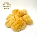 海綿(お買い得商品) ボディスポンジ メイク 洗顔 ペアラボ 海綿スポンジ 天然海綿 Lサイズ 約6~7センチ キメが細かく優しい肌触り シルク種 フェイス ボディ 小鼻ケア ボディケア 送料無料 MB-A