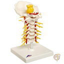 3BTCGeBtBbN 3B Scientific Cervical Spinal Column Model with Stand, 7.5 Height A72 sAi 