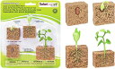 サファリ Science series Life Cycle Of A Bean Plant 662416 (並行輸入) 送料無料