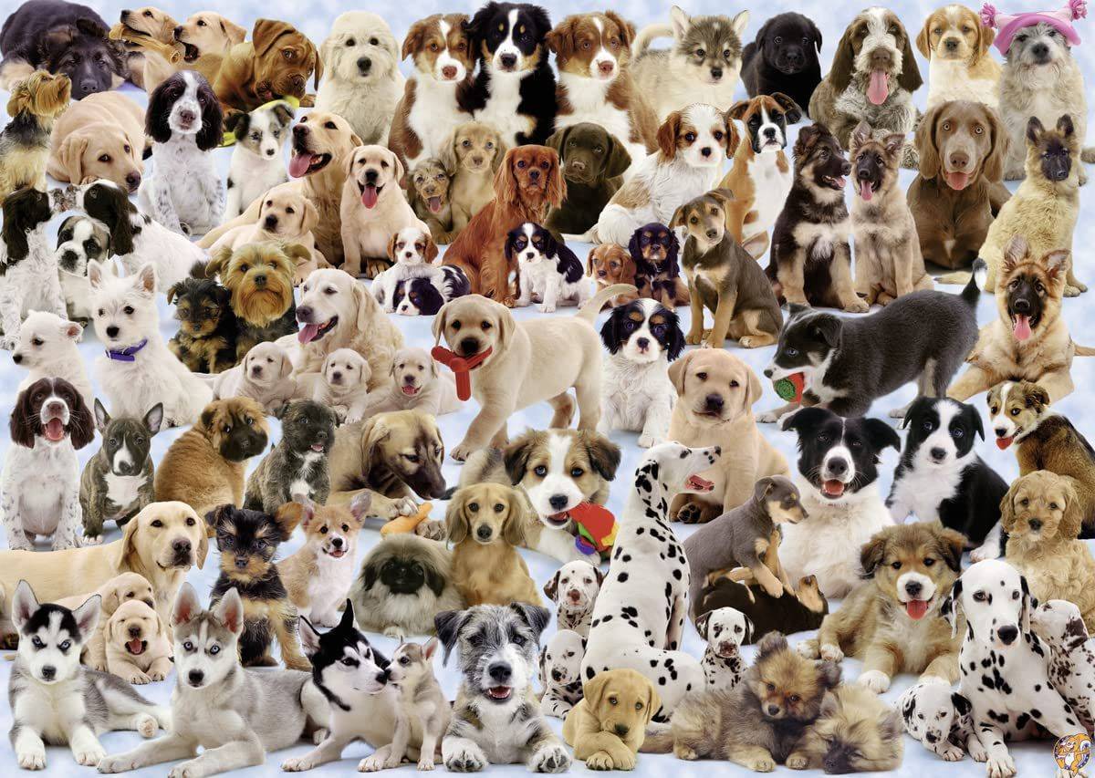 1000ピース ジグソーパズル 犬のコラージュ Hunde Collage (70 x 50 cm) 送料無料