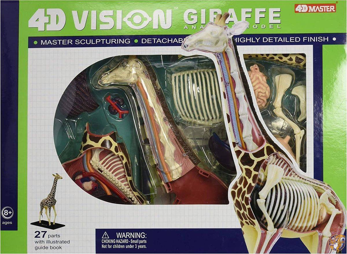 [フェイムマスター]Fame Master Famemaster 4D Vision Giraffe Anatomy Model 26106