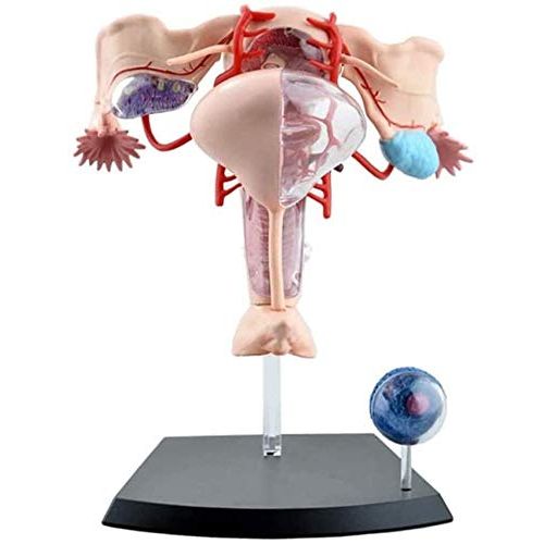 【最大2,000円クーポン5月16日01:59まで】人体解剖模型 立体パズル 4D HUMAN Anatomy 雌性生殖器解剖モデル #26062 アメリカーナがお届け!