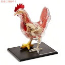 Tedco テッドコ 4D Master4 ニワトリ骨格＆解剖モデル Vision Chicken Skeleton & Anatomy Model Kit