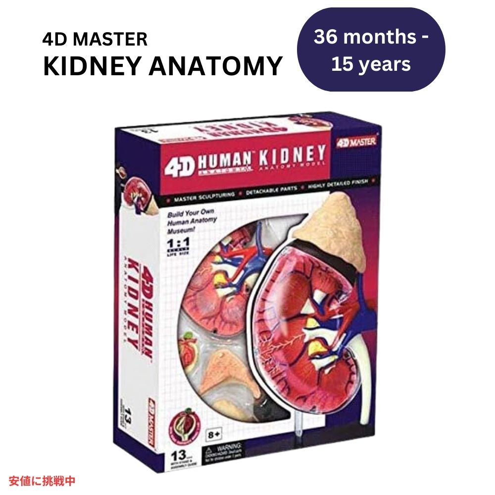 【最大2,000円クーポン5月16日01:59まで】人体解剖腎モデルキット Human Anatomy Kidney Model Kit