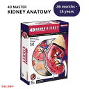 人体解剖腎モデルキット Human Anatomy Kidney Model Kit