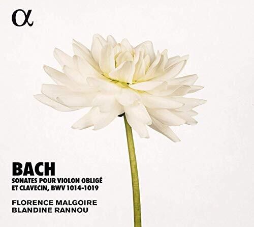 【輸入盤CD】【新品】 J.S. Bach/Rannou/Malgoire / Sonates Violon Oblige (2PK) 【K2019/8/23発売】