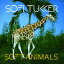 ͢CDSofi Tukker / Soft Animals2019/6/7ȯ