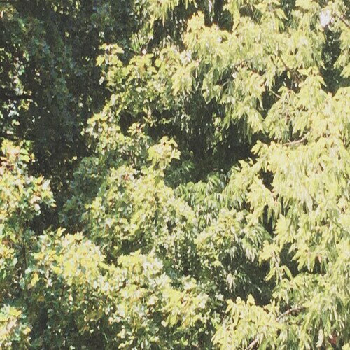 乐天商城 - 【輸入盤CD】【新品】Sadness / Circle Of Veins【K2020/1/17発売】