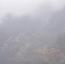 【国内盤CD】【新品】Chihei Hatakeyama / Mist