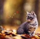 【国内盤CD】【新品】まるごと!秋-Autumn-