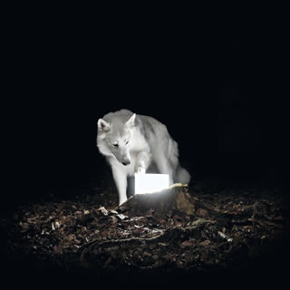 【国内盤CD】【新品】ヴァニシング・ライフ ／ サーヴェイランス