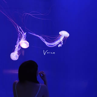 【国内盤CD】【新品】赤いくらげ ／ Voice
