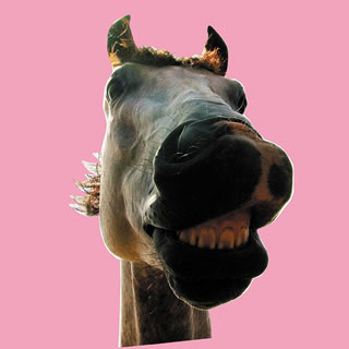 【国内盤CD】【新品】THE HIGH-LOWS ／ DO!!The★MUSTANG