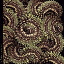 【国内盤CD】【新品】CLAN CAIMAN / PICA PAU【K2024/09/27発売】