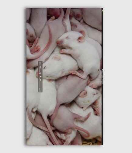 【輸入盤ブルーレイ】【新品】RAT FILM【B2024/07/30発売】