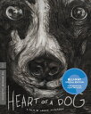 【輸入盤ブルーレイ】【新品】CRITERION COLLECTION / HEART OF A DOG