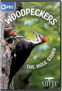 【輸入盤DVD】【新品】【1】NATURE: WOODPECKERS - THE HOLE STORY【D2023/1/10発売】