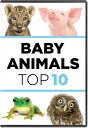 【輸入盤DVD】【新品】【1】BABY ANIMALS: THE TOP TEN (3PC)【D2023/12/12発売】