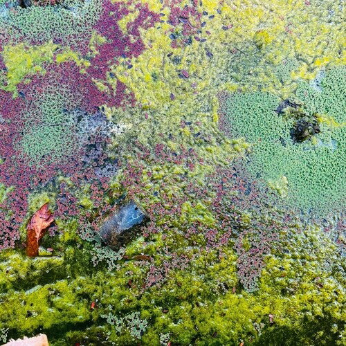 【輸入盤LPレコード】【新品】ROB MAZUREK / NESTOR'S NEST【LP2025/2/7発売】