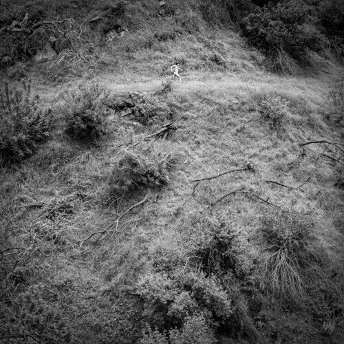 Artist Name: H - 【輸入盤LPレコード】【新品】ANNA TIVEL / ANIMAL POEM【LP2025/8/29発売】