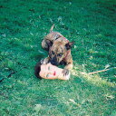 【輸入盤LPレコード】【新品】Joyce Manor / Cody (Digital Download Card)【LP2016/10/7発売】